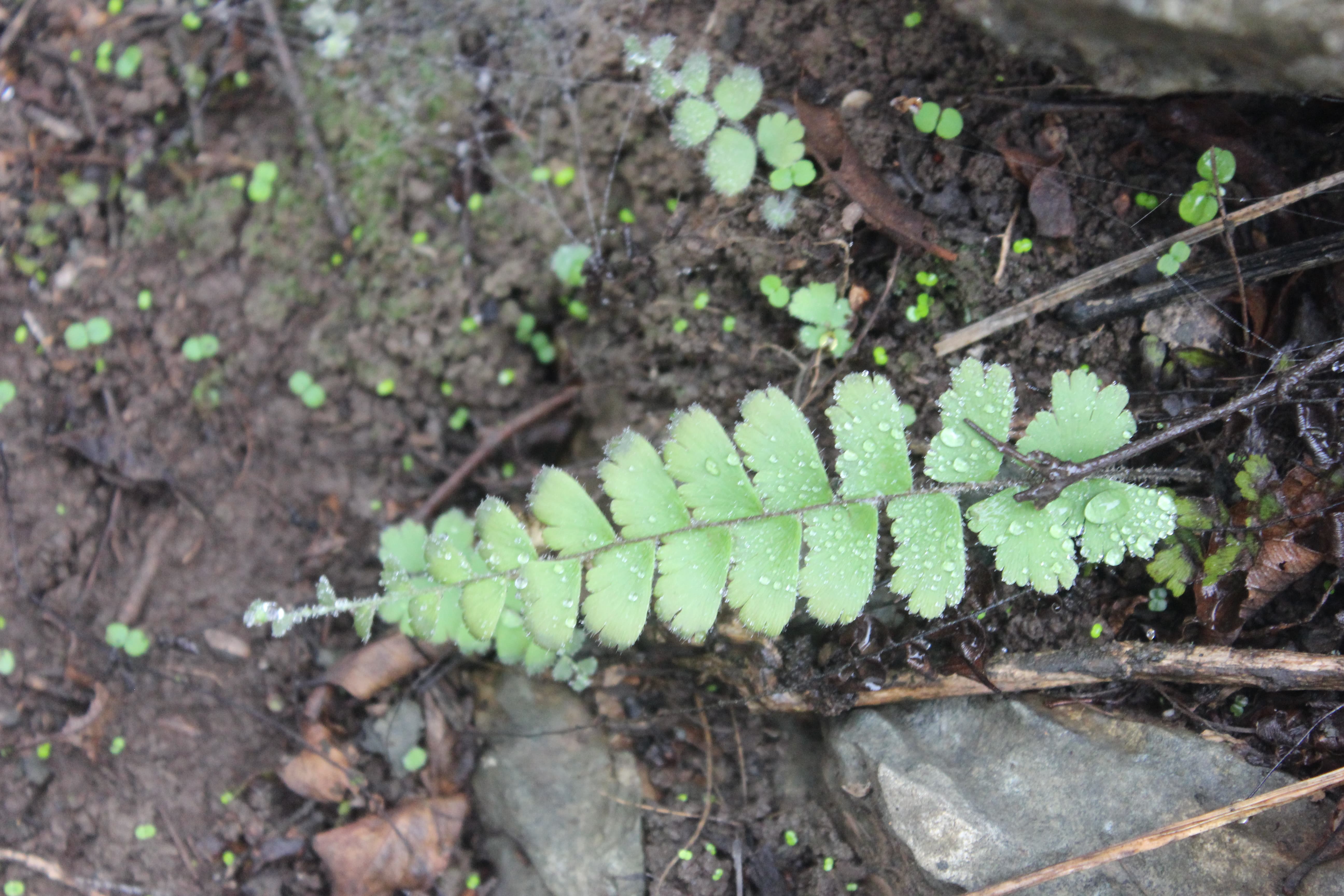 Plant Image